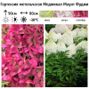 Гортензия метельчатая (Hydrangea paniculata) Меджикал Маунт Фуджи 2-3вет ОКС СП/25