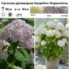 Гортензия древовидная "Кандибель Сорбет" на фото
