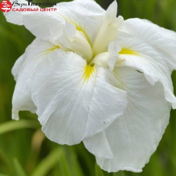 Основное изображение товара