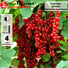 Основное изображение товара