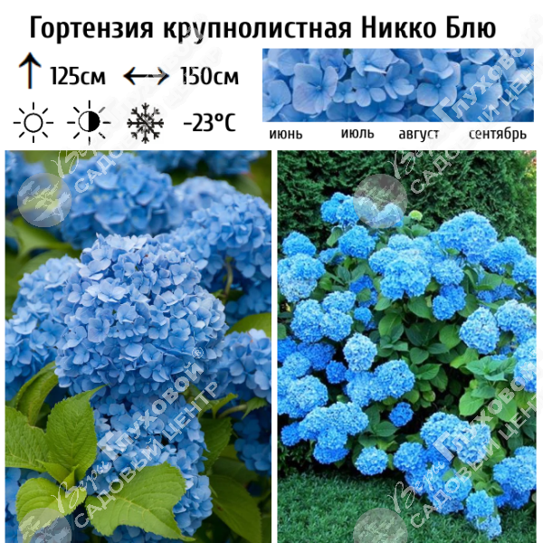 Гортензия крупнолистная "Никко Блю" на фото