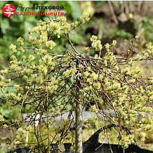 Основное изображение товара