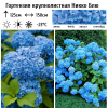 Гортензия крупнолистная (Hydrangea macrophyllа) Никко Блю Р9 СП/25