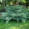 Можжевельник виргинский (Juniperus virginiana) Хетц  С3 СП/25