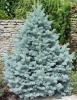 Ель колючая (Picea pungens) Маджестик Блю 175-200 WRB70 ком/сетка СП/25