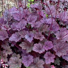 Основное изображение товара