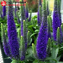 Вероника колосистая - Veronica spicata