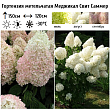 Гортензия метельчатая 