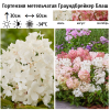 Гортензия метельчатая (Hydrangea paniculata) Граундбрейкер Блаш Р9 СП/26