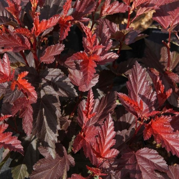 Основное изображение товара