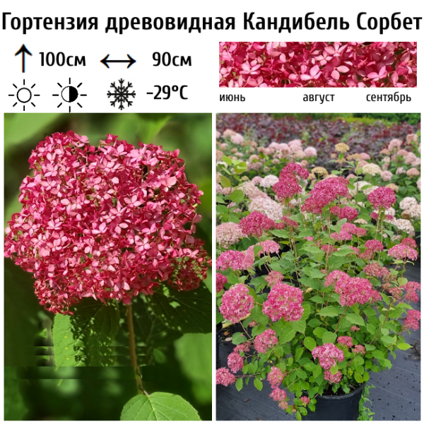 Основное изображение товара