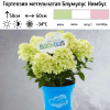 Гортензия метельчатая "Блумулус Нимбус" на фото