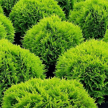 Основное изображение товара