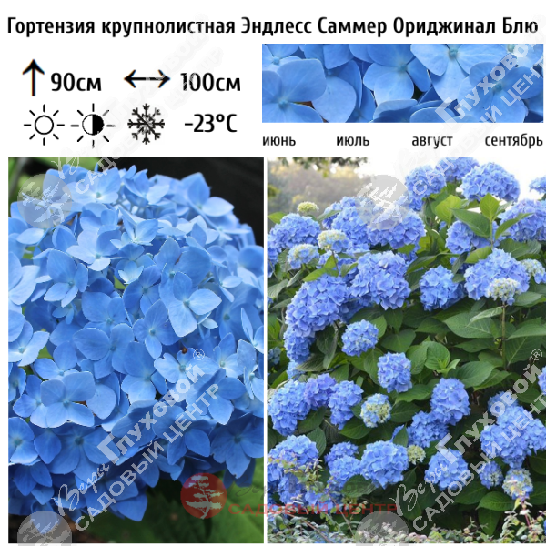 Гортензия крупнолистная "Эндлесс Саммер Ориджинал Блю" на фото