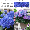 Гортензия крупнолистная (Hydrangea macrophyllа) Эрли Блю С5 ГлХ/25