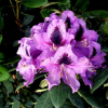 Рододендрон (Rhododendron) крупноцветковый 'Rasputin' 40-50 С15 ПЧ/26