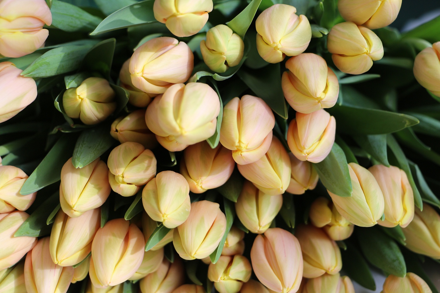 Срочная и очень хрустящая новость!