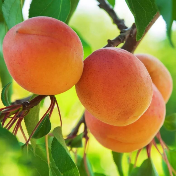 Основное изображение товара