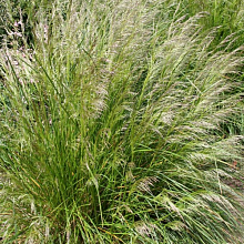 Основное изображение товара