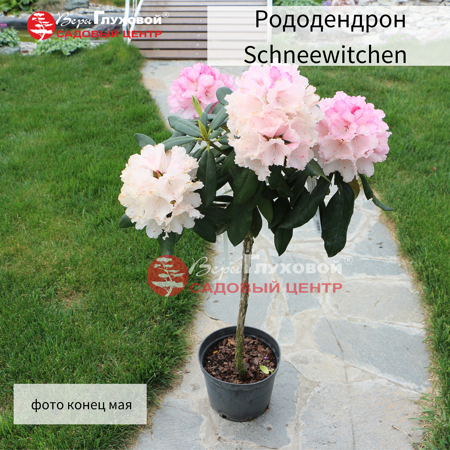 Рододендроны в продаже. Торопитесь! Количество ограничено