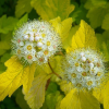 Пузыреплодник калинолистный (Physocarpus opulifolius) Лютеус    С3 СП/24