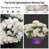 Гортензия древовидная (Hydrangea arborescens) Фловер Вау С5 ГЕ/25