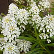 Иберис вечнозеленый 