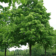 Липа американская 