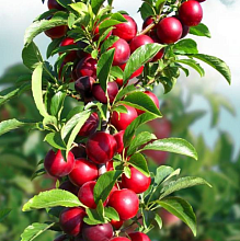 Основное изображение товара