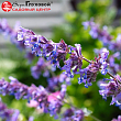 Котовник фассена