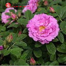 Основное изображение товара