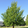 Гинкго билоба "Марикен" на фото