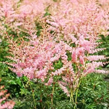 Основное изображение товара