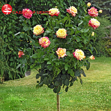 Основное изображение товара