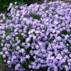 Флокс шиловидный (Phlox subulata) Г.Ф. Вилсон С2 СП/26