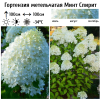 Гортензия метельчатая (Hydrangea paniculata) Минт Спирит 50-60 С6 ГЕ/24