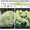 Гортензия метельчатая (Hydrangea paniculata) Саммер Бризе Р9 СП/26