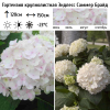 Гортензия крупнолистная "Эндлесс Саммер Брайд" на фото