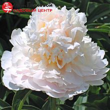 Основное изображение товара