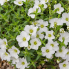Песчанка горная (Arenaria montana) С2 РФр/26