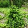 Ель обыкновенная (Picea abies) Акрокона 100-125 WRB50 СП/25
