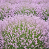 Лаванда узколистная "Розеа" на фото
