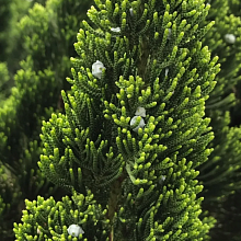 Основное изображение товара