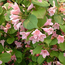 Основное изображение товара