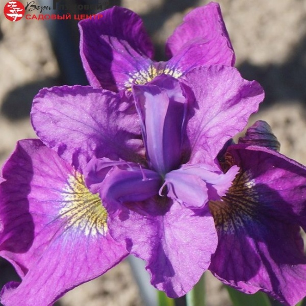 Основное изображение товара