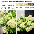 Гортензия метельчатая 
