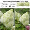 Гортензия дуболистная (Hydrangea quercifolia) Гэтсби Мун 30/+ С3 БдН/26