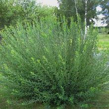 Основное изображение товара