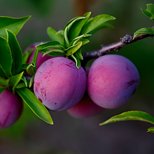 Основное изображение товара