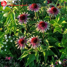 Основное изображение товара